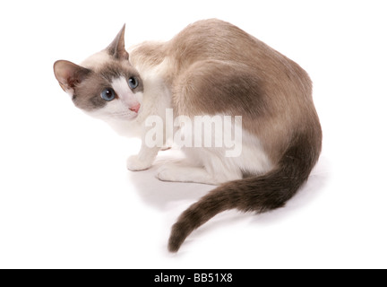 Snowshoe adult cat Sitting Portrait Studio Stock Photo