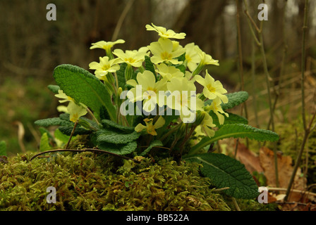 Primrose - Primula vulgaris Stock Photo