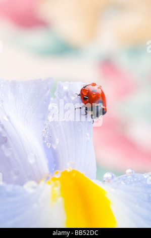 flower petal with ladybug Stock Photo
