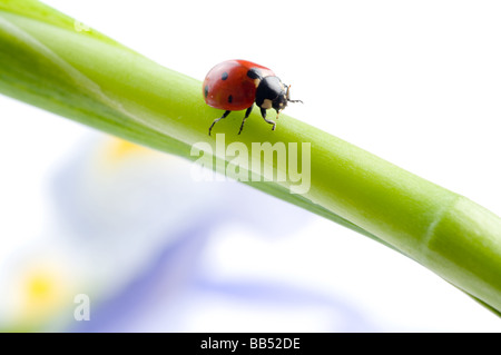 green leaf with ladybug Stock Photo