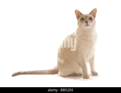 Tonkinese Lilac based Caramel Tabby Mink adult cat Sitting portrait Studio Stock Photo