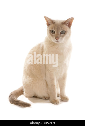 Tonkinese Lilac based Caramel Tabby Mink adult cat Sitting portrait Studio Stock Photo