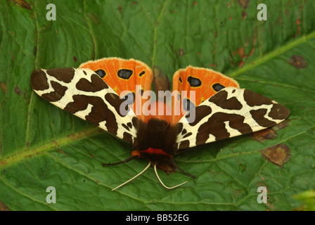 Garden Tiger Moth - Arctia caja Stock Photo