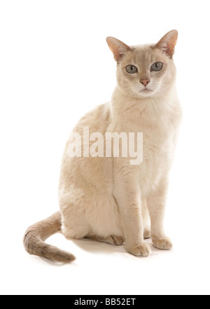 Tonkinese Lilac based Caramel Tabby Mink adult cat Sitting portrait Studio Stock Photo