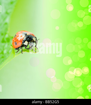 green leaf with ladybug Stock Photo