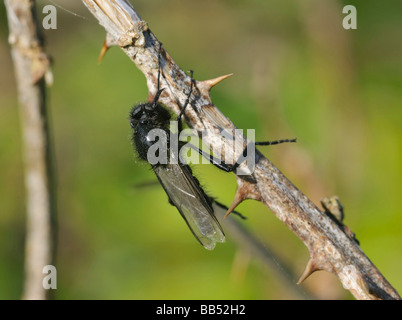 St Mark's Fly Bibio ssp Stock Photo