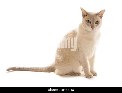 Tonkinese Lilac based Caramel Tabby Mink adult cat Sitting portrait Studio Stock Photo