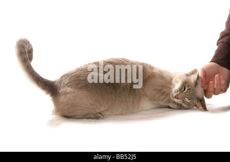Tonkinese Blue based Caramel Tabby Mink adult cat Being stroked portrait Studio Stock Photo