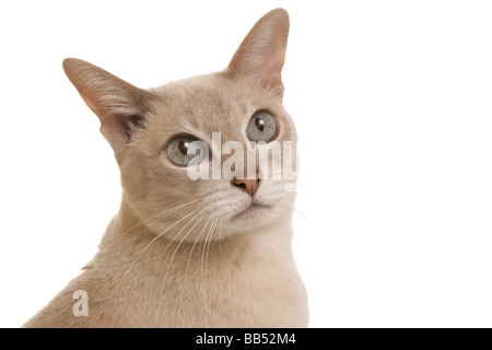 Tonkinese Lilac based Caramel Tabby Mink adult cat Head portrait Studio Stock Photo