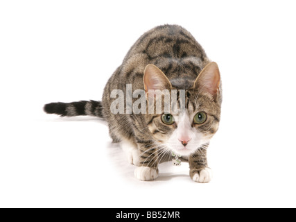 tabby cat stalking portrait studio Stock Photo