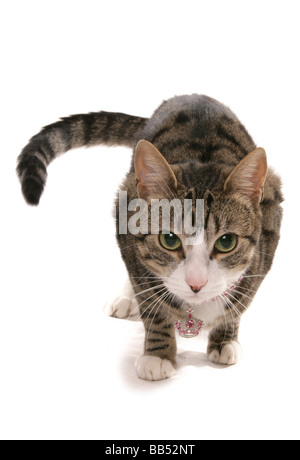 tabby cat with pink bling crown charm and collar portrait studio Stock Photo