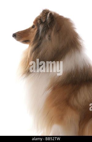 Rough Collie dog portrait profile studio Stock Photo
