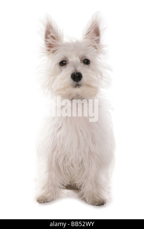 White west highland terrier puppy Sitting Portrait Studio Stock Photo