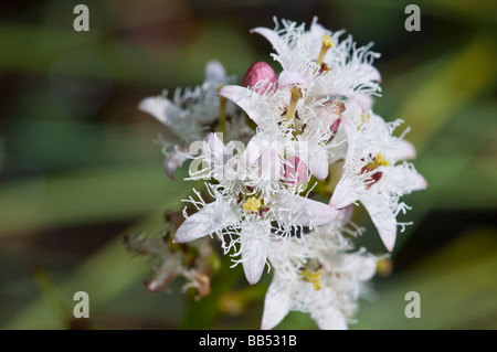 Bogbean flower Menyanthes trifoliata Stock Photo