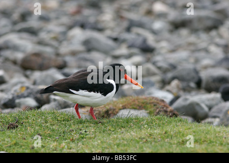 Oystercatcher on Loch na Keal on the Isle of Mull, Scotland Stock Photo