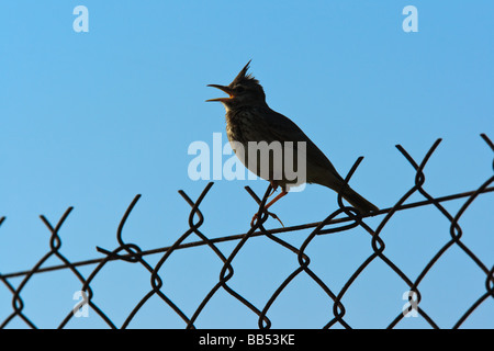 A silhouetted Crested Lark (Galerida cristata) singing on a fence, Lesvos, Greece