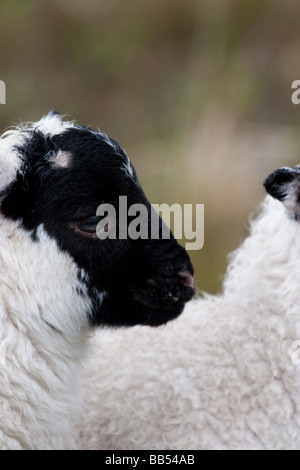 Lamb on the Isle of Mull Stock Photo