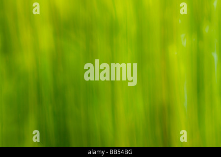 abstract green background Stock Photo