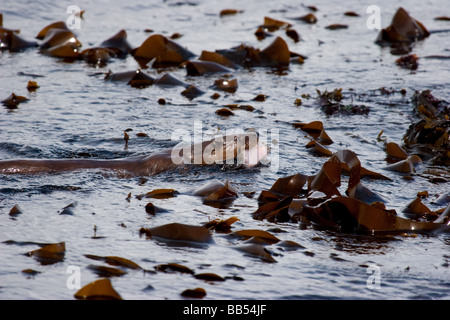 European otter (Lutra lutra) feeding in Loch na Keal, Isle of Mull, Scotland Stock Photo