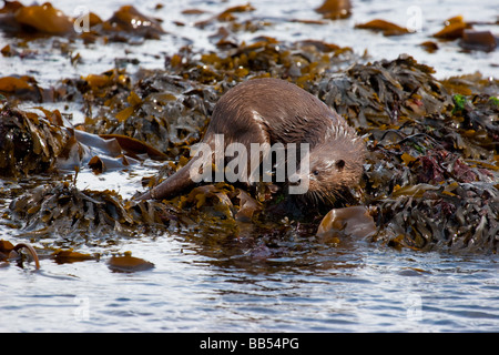 European otter feeding on a plaice in Loch na Keal on the Isle of Mull, Scotland Stock Photo