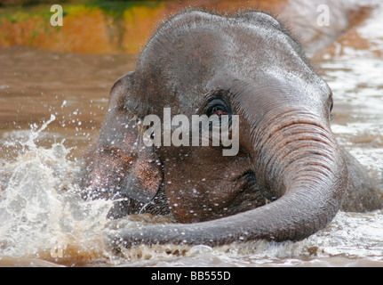 Asian elephant youngster playing in water