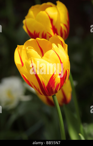 Close up of yellow & red tulips flowering in an English spring garden, England, UK Stock Photo