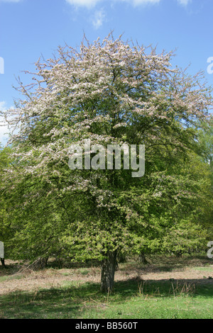 Crab Apple Tree, Malus sylvestris, Rosaceae Stock Photo