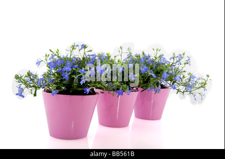 Blue Lobelia in pink flower pots isolated over white Stock Photo