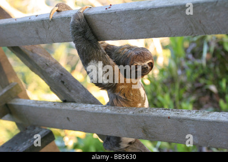 Three-toed sloth climbing a tree frame in the Amazon rainforest of eastern Ecuador, near  Sacha Lodge. Stock Photo