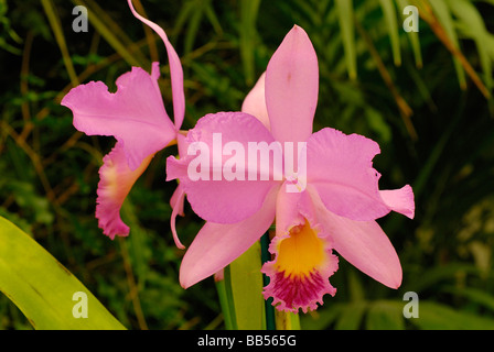 Orchid Laeliocattleya sp. hybrid, Orchidaceae Stock Photo