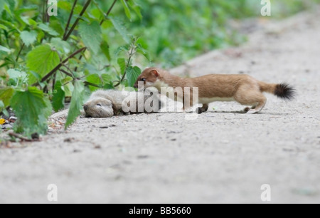 Stoat returning to collect dead Rabbit dropped on path Stock Photo