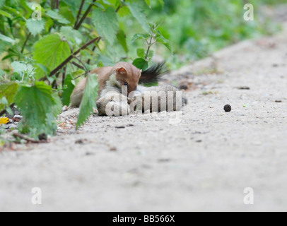 Stoat returning to collect dead young Rabbit dropped on path Stock Photo