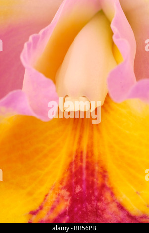 Close up of Orchid Cattleya sp., Orchidaceae Stock Photo