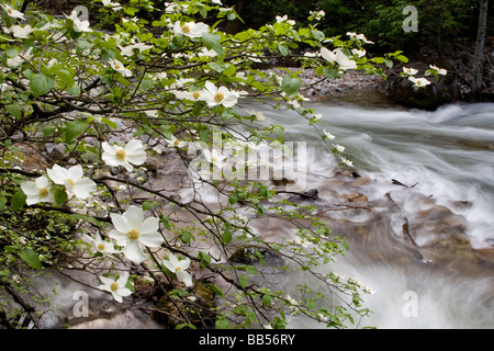 Pacific Dogwood Branch and the Merced River - Yosemite National Park Stock Photo