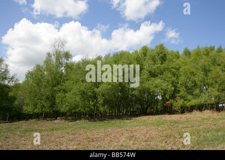 A Small Group of Silver Birch Trees aka European Weeping Birch, European White Birch or Weeping Birch, Betula pendula Stock Photo