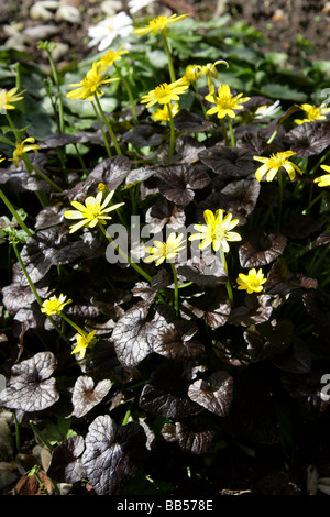 Lesser Celandine, Ranunculus ficaria, 'Brazen Hussy', Ranunculaceae Stock Photo