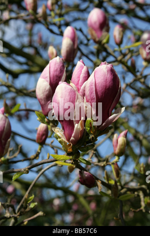 Saucer Magnolia, Magnolia soulangiana 'Rustica Rubra', Magnoliaceae Stock Photo