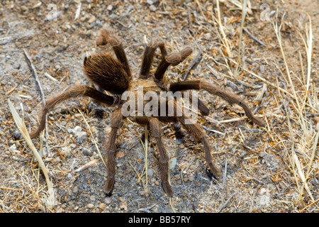 A male Tarantula  (Aphonopelma sp.) in Carrizo Plain National Monument. Stock Photo