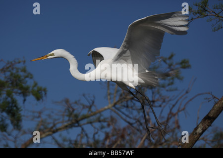 Great Egret (Casmerodius albus) Perched on tree top - Louisiana - USA Stock Photo