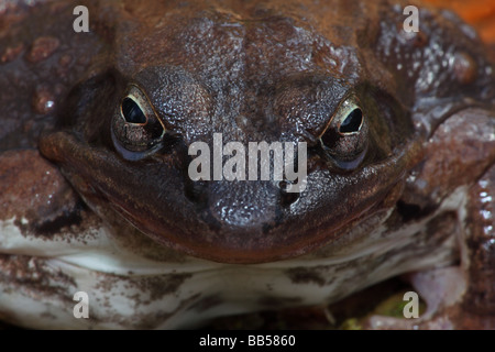 Wood Frog (Rana sylvatica) New York - Close-up - Widespread in Northeastern U.S. and Canada to Alaska Stock Photo