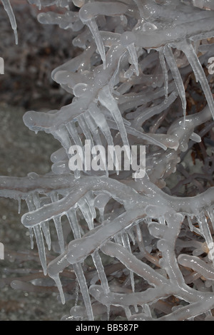 Ice on Tree Formed from frozen mist from Niagara Falls - Niagara Falls - Canada Stock Photo