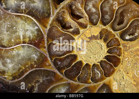 Fossil Ammonite (Cleoniceras spp) Upper Early Cretaceous - Albian Stage Mahajanga Province - Madagascar Stock Photo