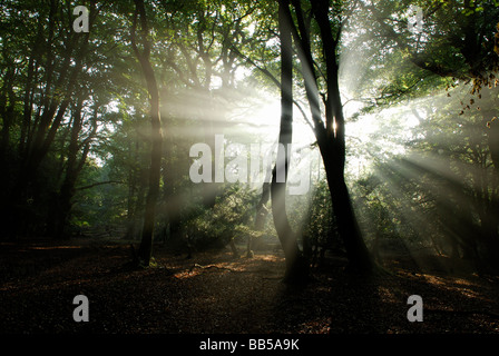 The early morning rays of sunlight break in between tree branches in the New Forest Hampshire Stock Photo