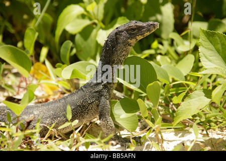 Monitor lizard at the beach on Pulau Mamutik Island in Tunku Abdul Rahman National Park near Kota Kinabalu Sabah Borneo Malaysia Stock Photo