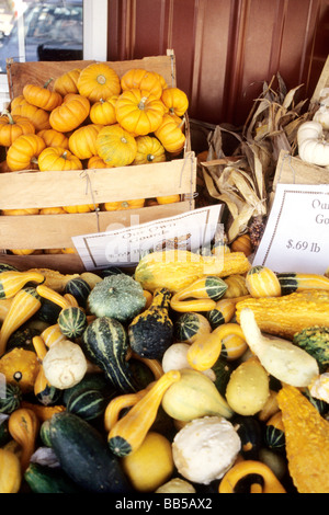 Ornamental gourds and miniature pumpkins at farm stand. Stock Photo