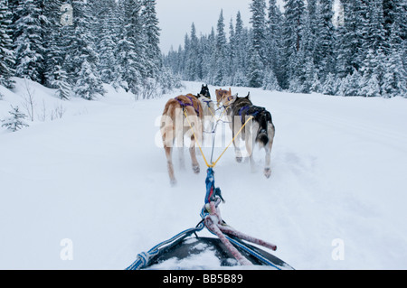 View of a dog sled team as seen from the sled Dog sledding in the snow at the Lake Louise Mountain Resort in Canada Stock Photo