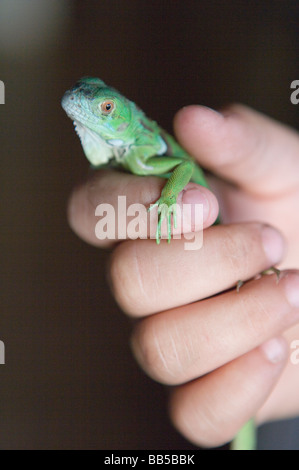 child holding baby green iguana Stock Photo