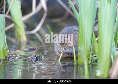 Water Vole in water Stock Photo