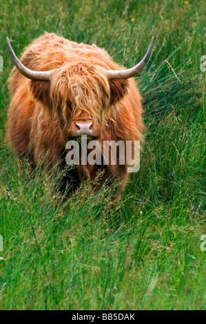 Highland cows grazing in Glen nevis amongst the winter snow.Lochaber ...