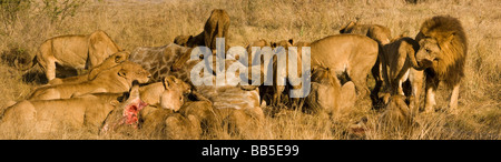 Close up Panorama large Lion pride in Okavango Delta Botswana feeding on recent kill, includes females cubs and a male lion with pride Stock Photo